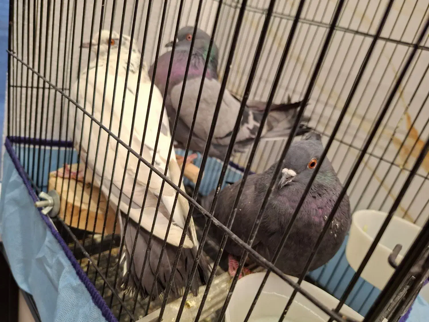 کفتر ماده|پرنده|قم, چهار مردان|دیوار