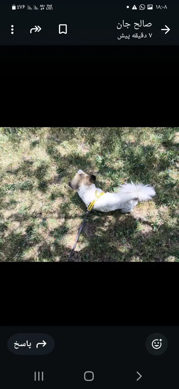 واگذاری یک سگ پاکوتاه|سگ|سیرجان, |دیوار