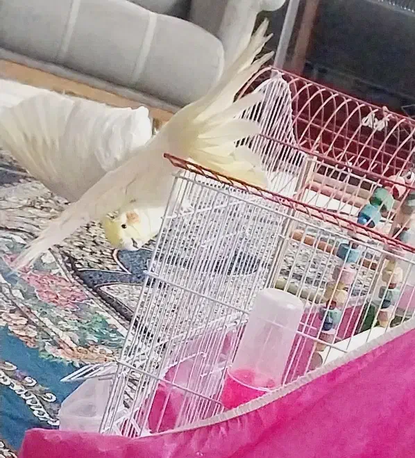 عروس هلندی لوتینو|پرنده|فردوس (خراسان), |دیوار