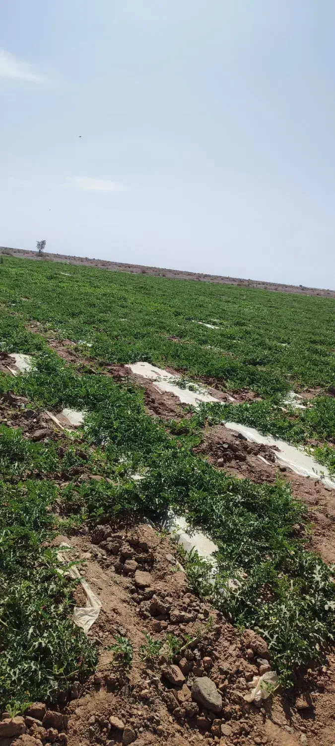 زمین برای اجاره|فروش دفتر صنعتی، کشاورزی، تجاری|جازموریان, |دیوار