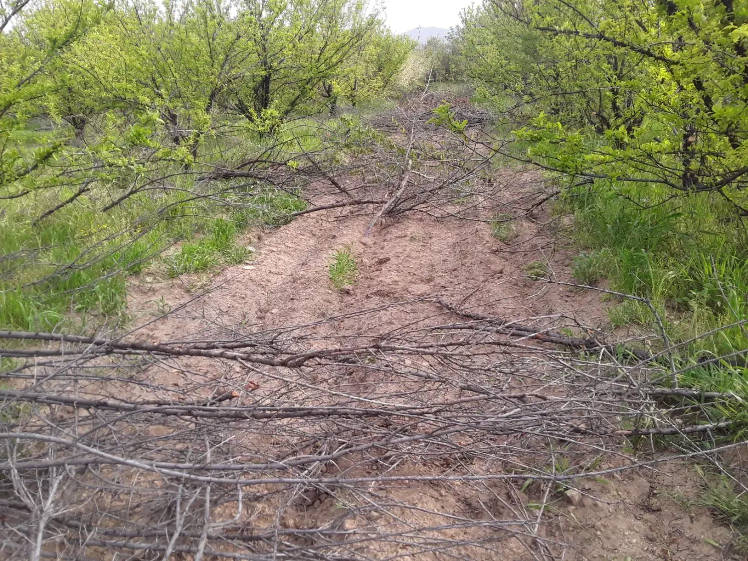 علف زنی تیلر زنی اره برقی سم پاشی هرس  شخم تراکتور|خدمات باغبانی و درختکاری|بروجرد, |دیوار
