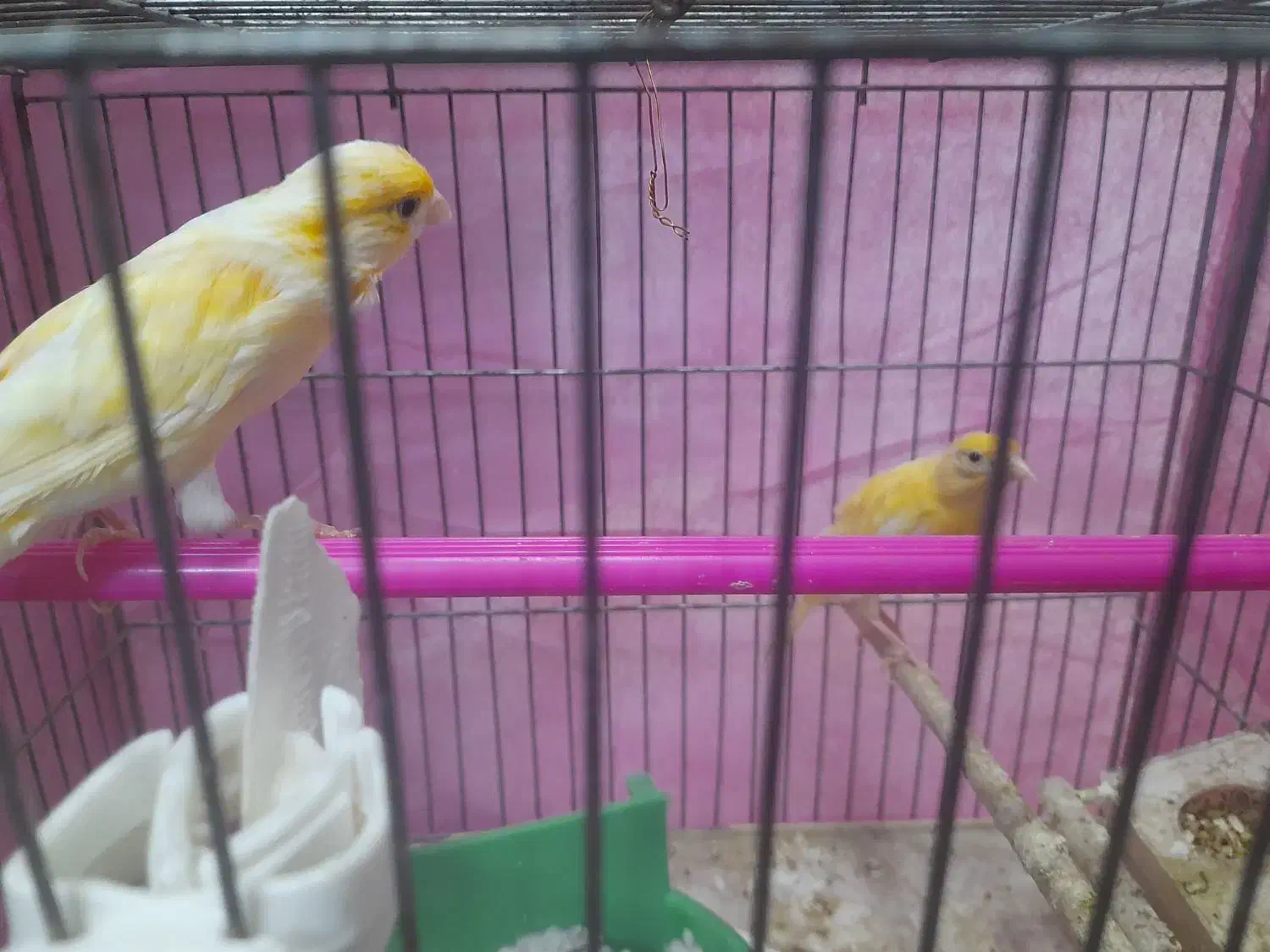 قناری|پرنده|نجف‌آباد, ولیعصر|دیوار