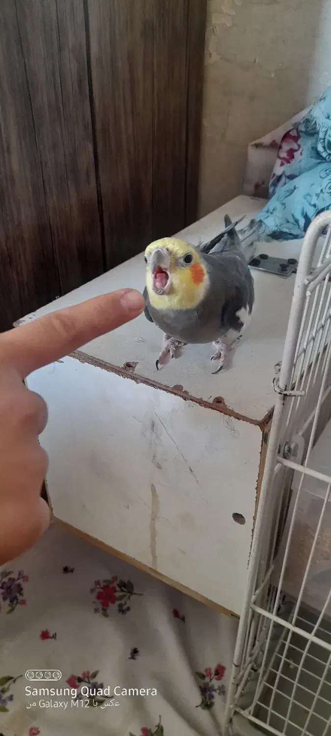 یک جفت عروس هلندی|پرنده|نیشابور, شهرک اندیشه|دیوار