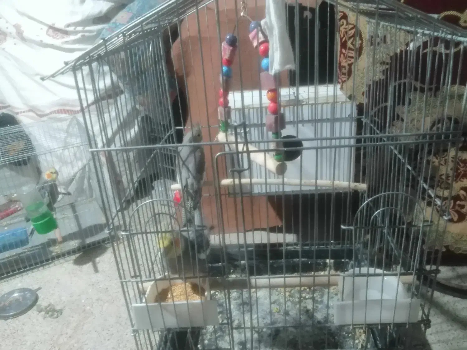 عروس هلندی|پرنده|میانه, |دیوار