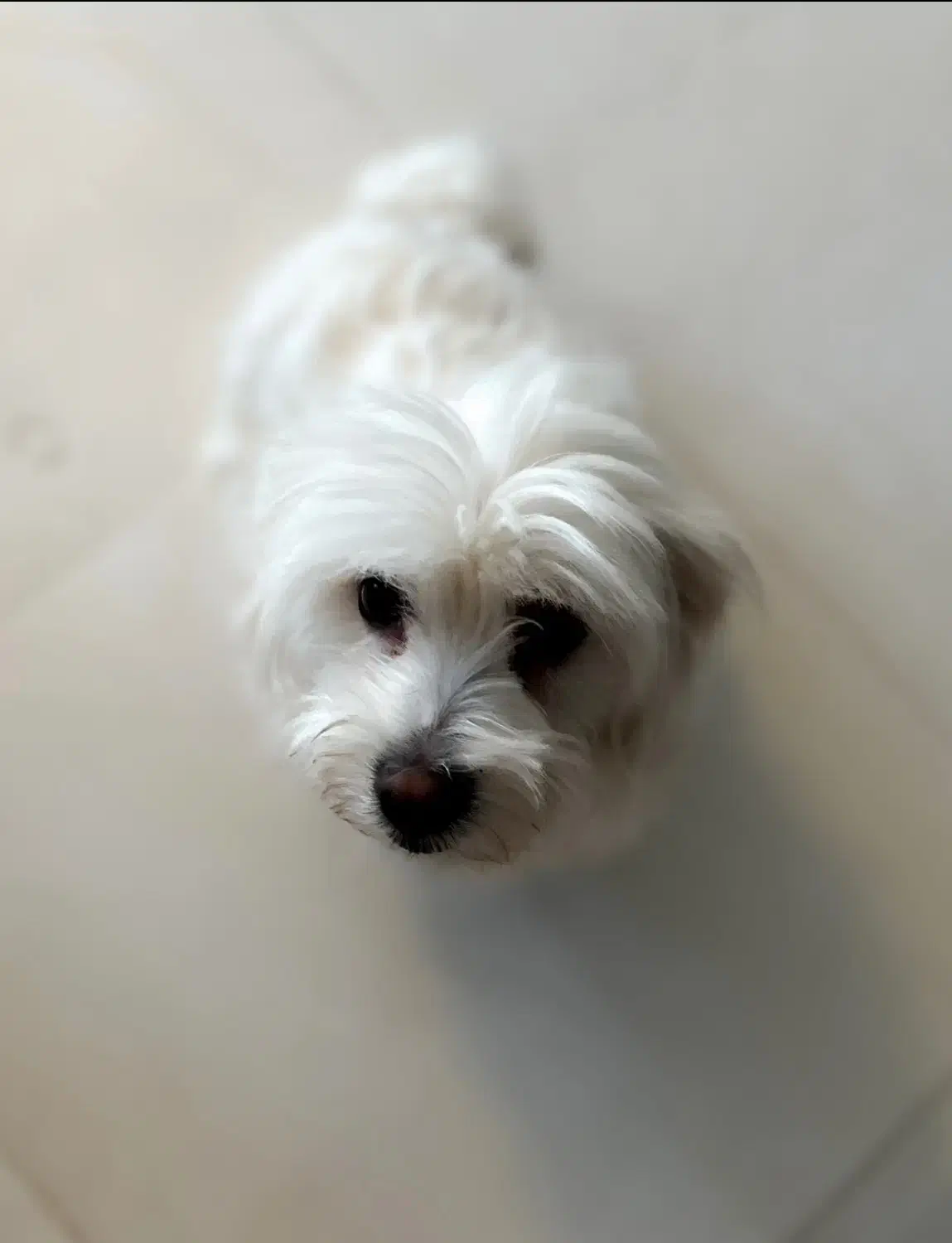 تریر گمشده|حیوانات|سبزوار, قصبه غربی|دیوار