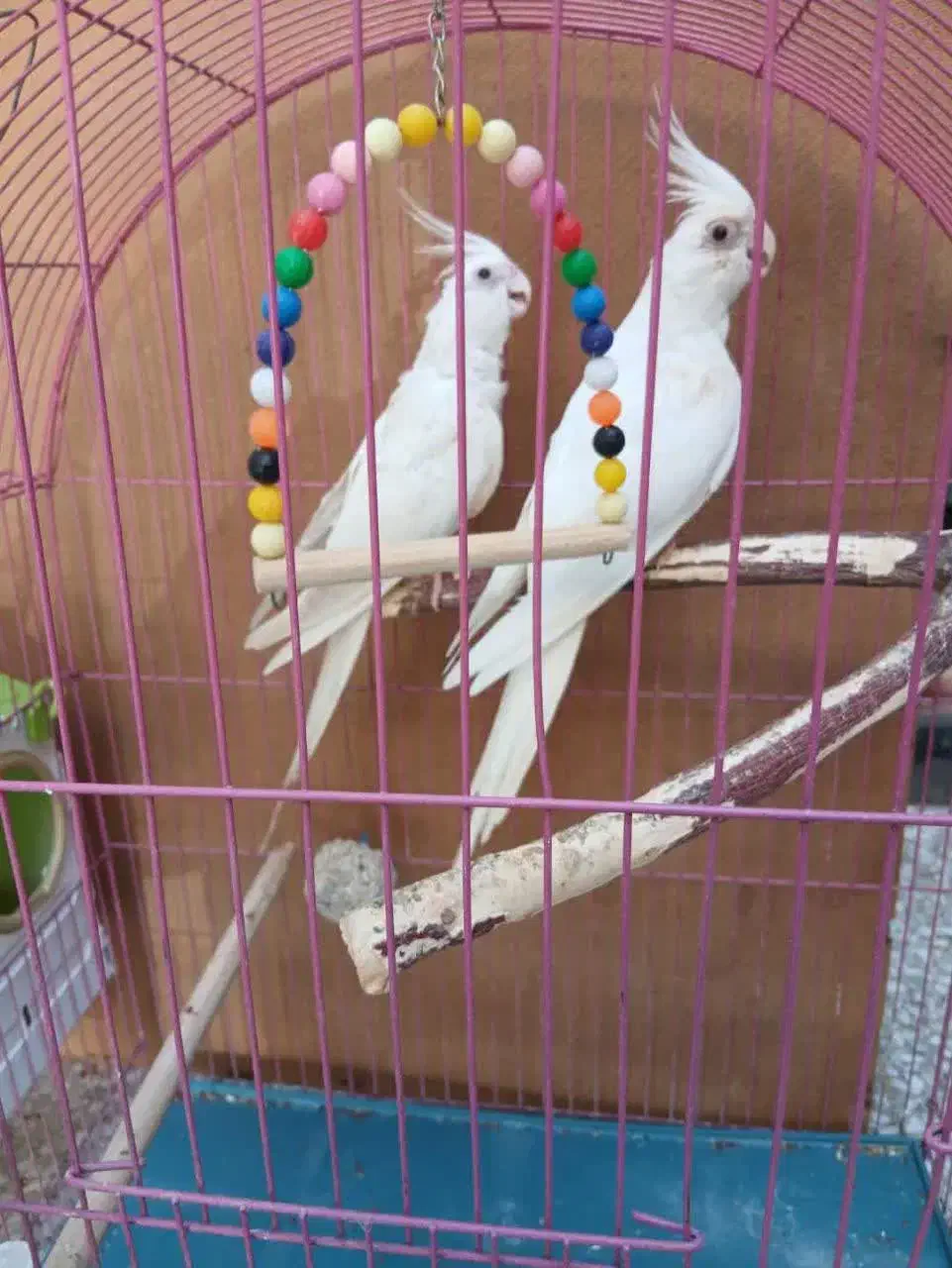 عروس  البینو|پرنده|رامشیر, |دیوار