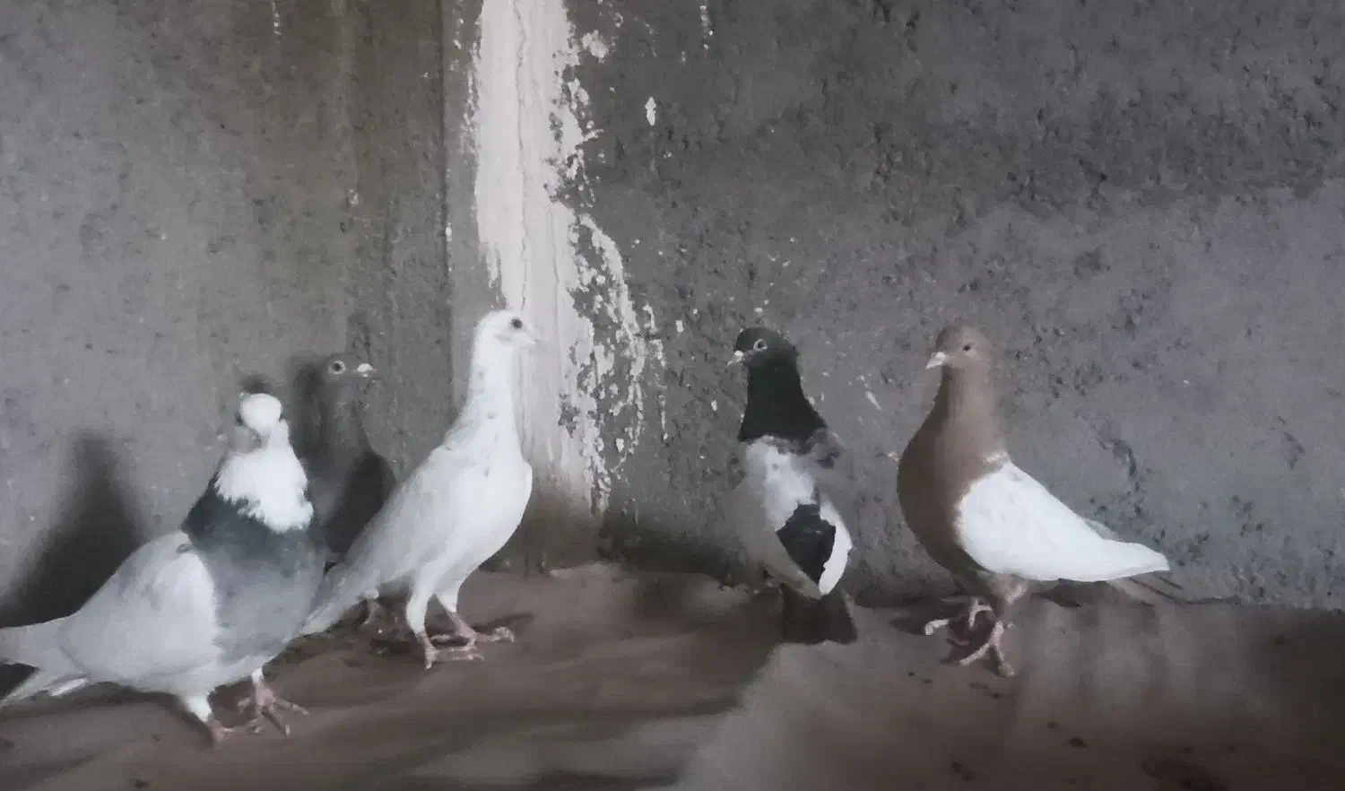 دوعدد دورنگ ماده.طوقی کاغذی ماده.یهودی هفترنگ نر..|پرنده|قزوین, |دیوار