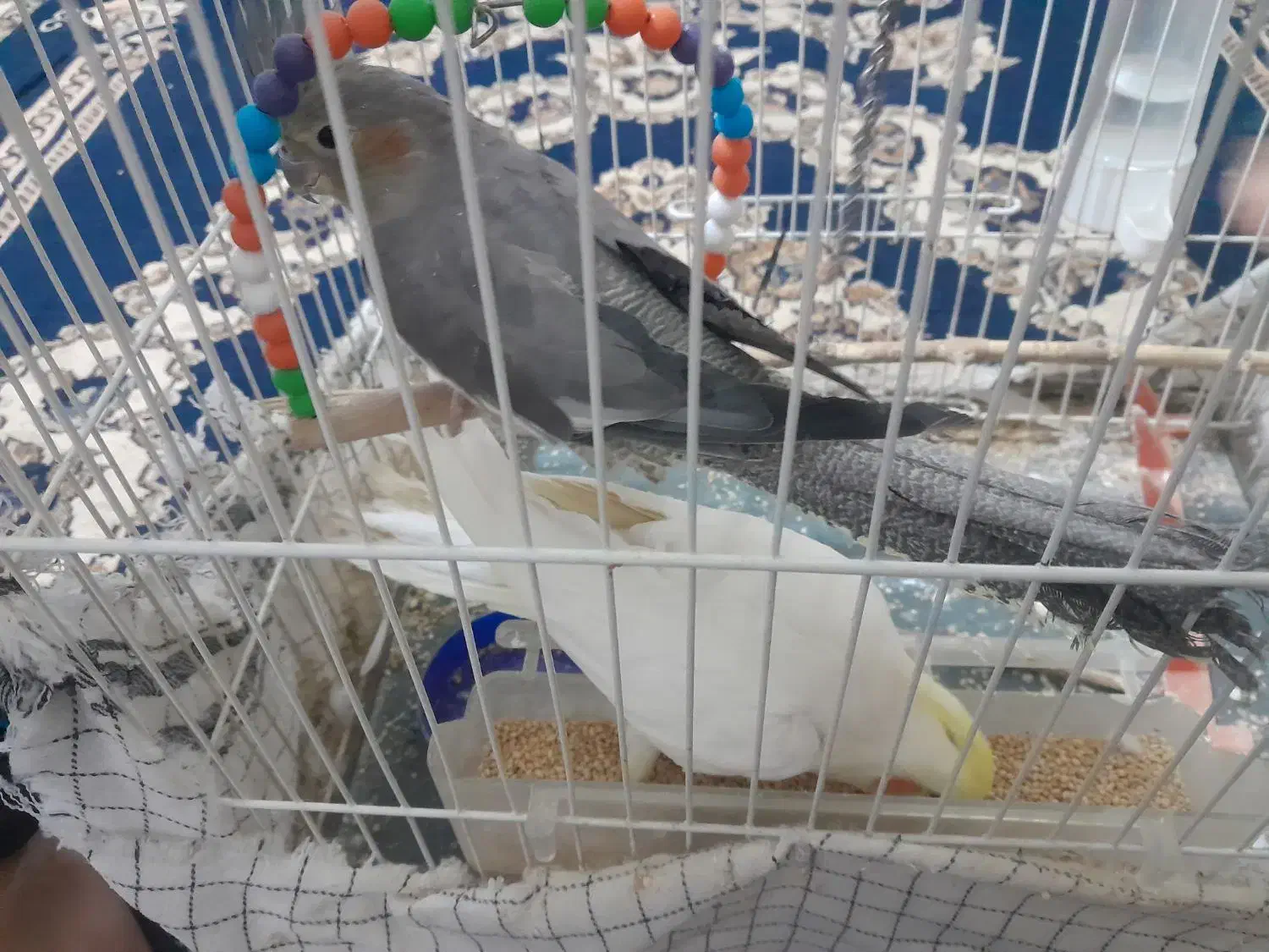 عروس هلندی|پرنده|تربتحیدریه, پائین ولایت|دیوار