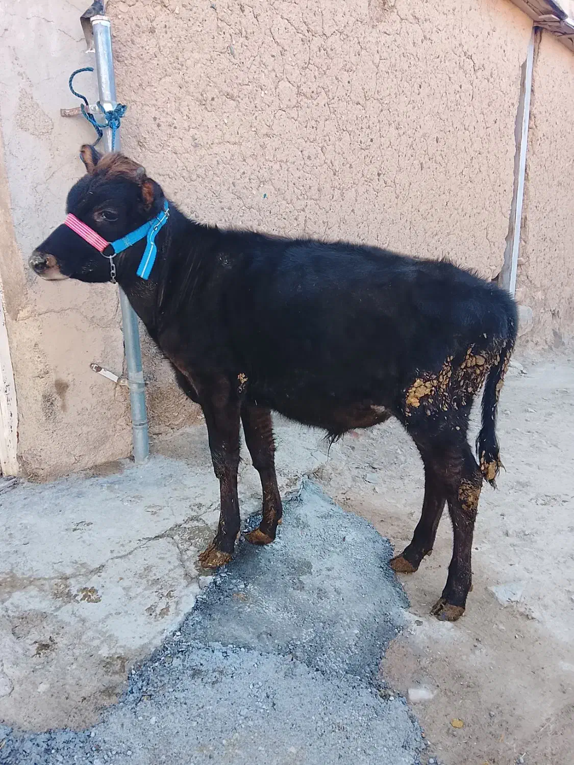 گاو|حیوانات مزرعه|کلیائی, |دیوار