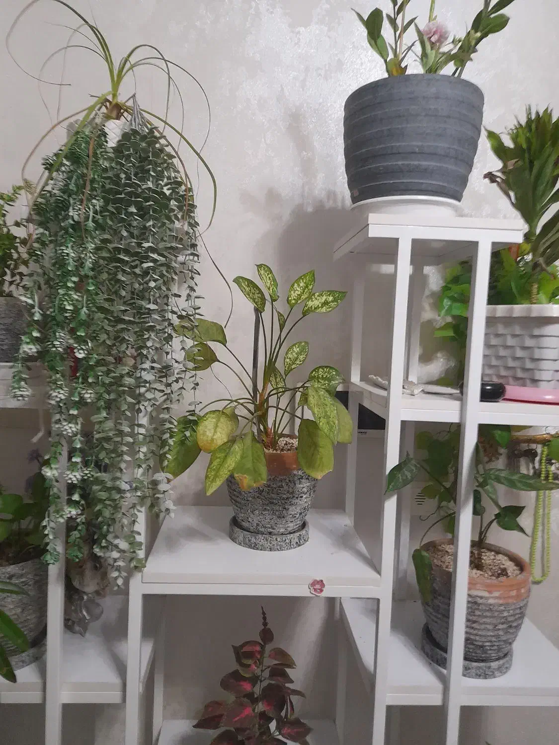 استند فلزی گلدان|کتابخانه، شلف، قفسه‌های دیواری|گرمدره, |دیوار