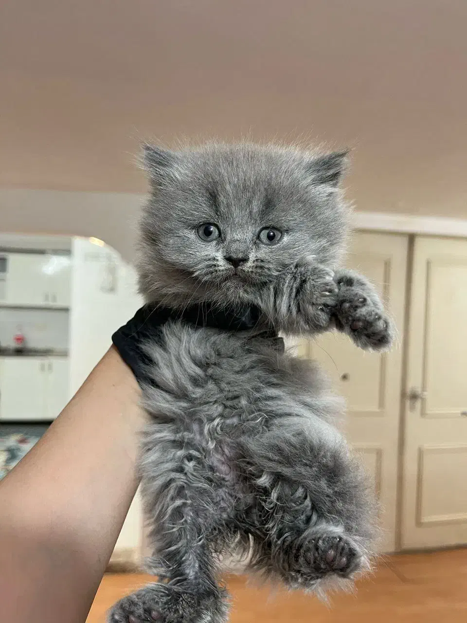 مجموعه گربه های اصیل و خاص ( پرشین بریتیش اسکاتیش)|گربه|رشت, گلسار|دیوار