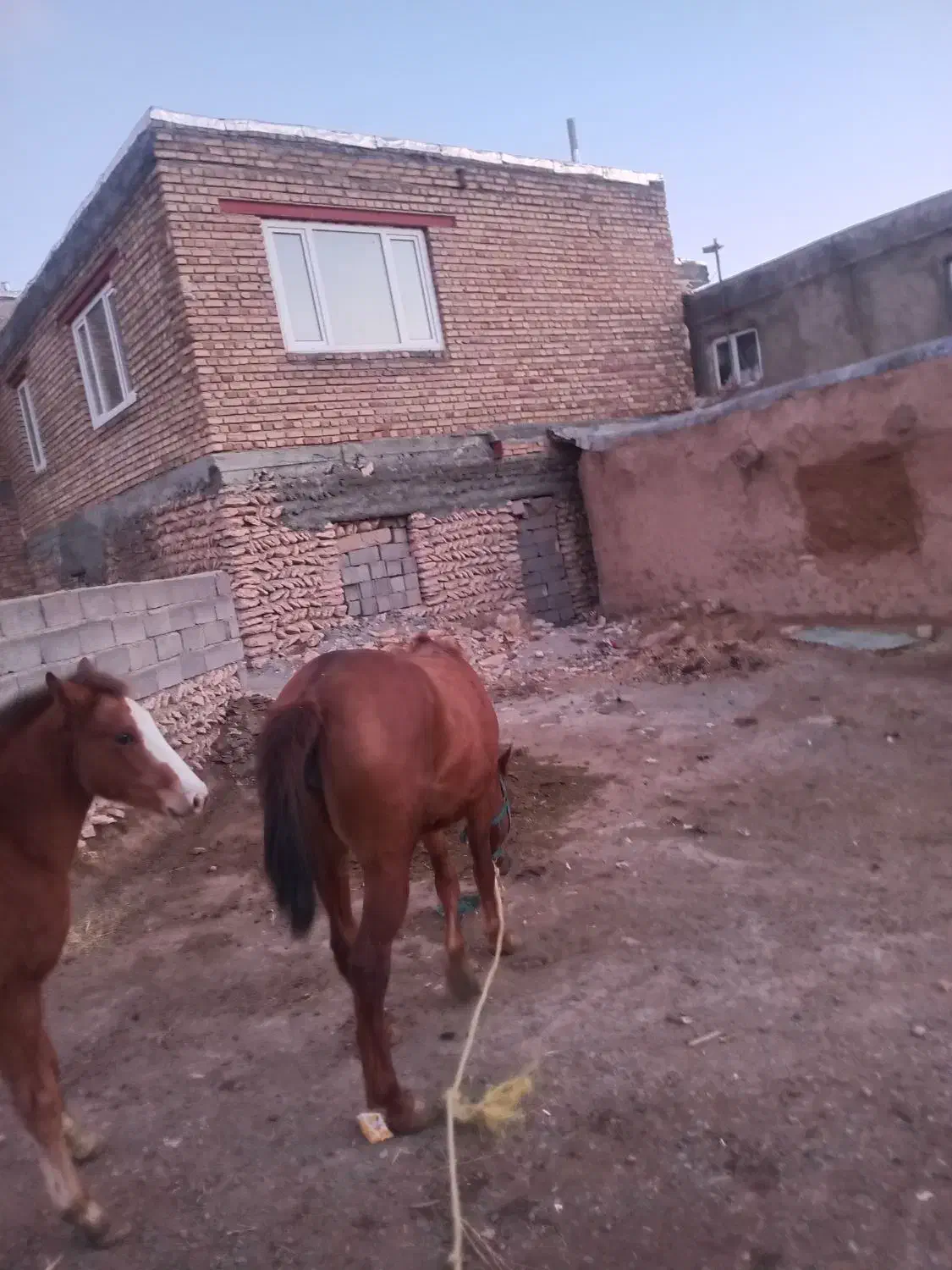 اسب ماده|اسب و تجهیزات اسبسواری|دهگلان, |دیوار