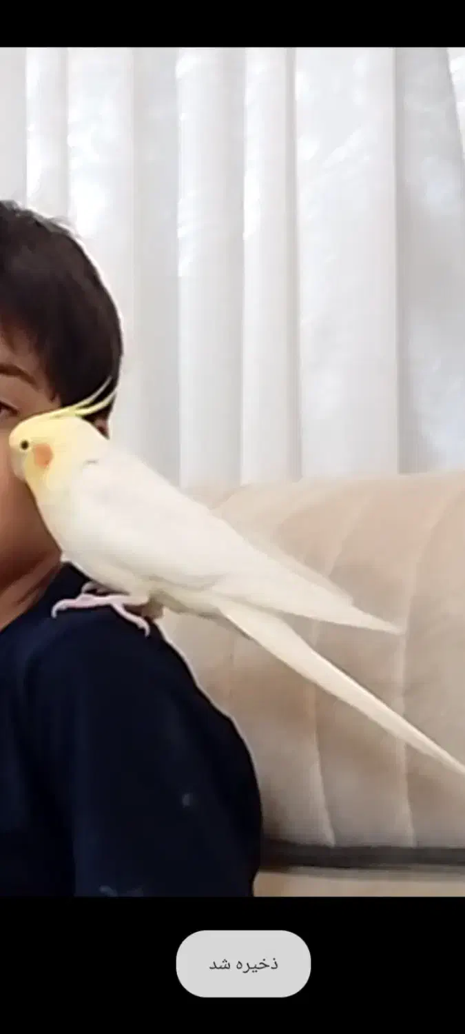 طوطی لوتینو گم شده|پرنده|زنجان, |دیوار