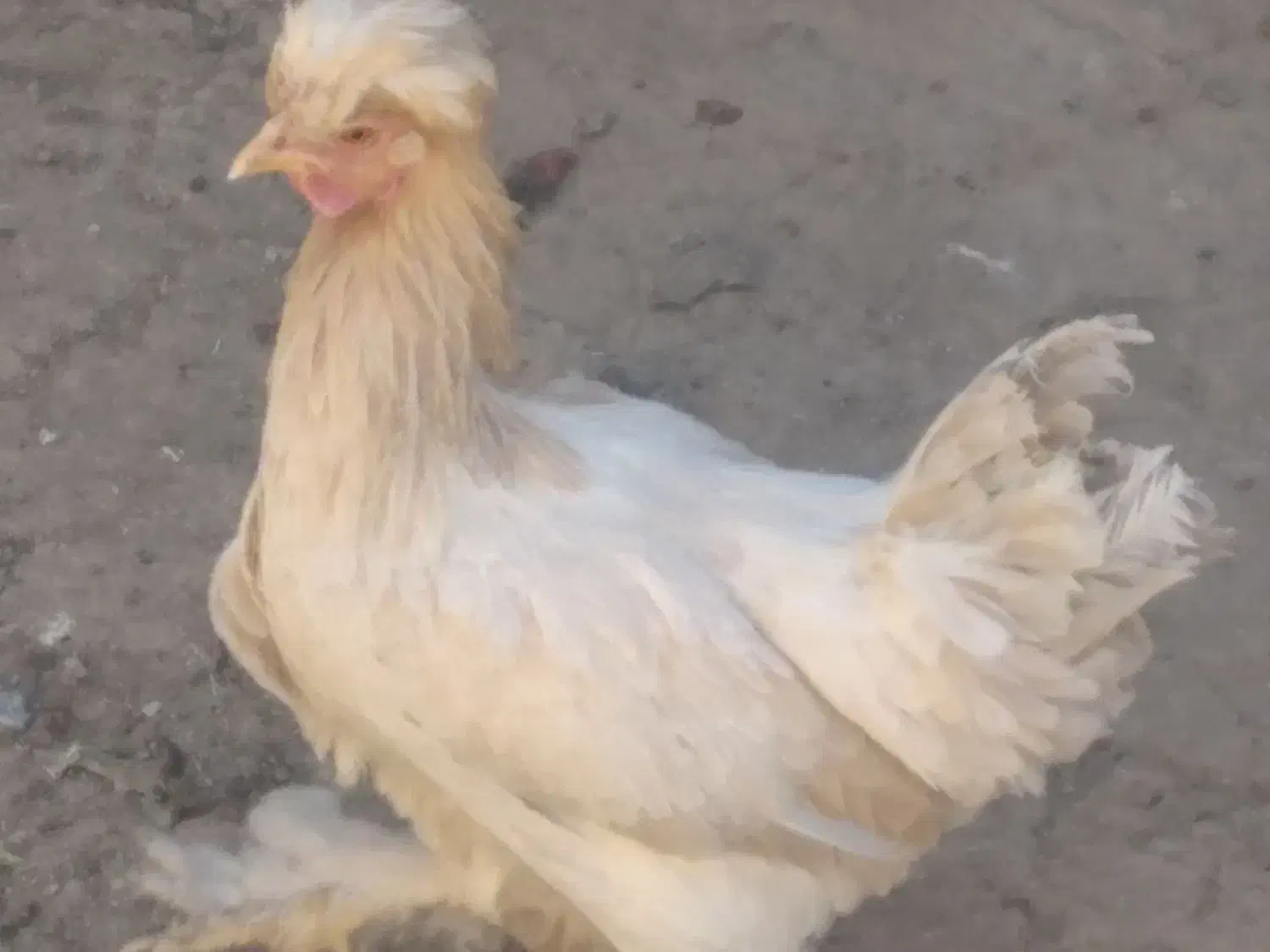 مرغ جوان تخم گذار|حیوانات مزرعه|شهرضا, |دیوار