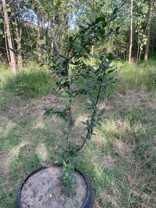 زمین مسکونی جاده انزلی۶۵۰ متری|فروش زمین و ملک کلنگی|رشت, انصاری|دیوار