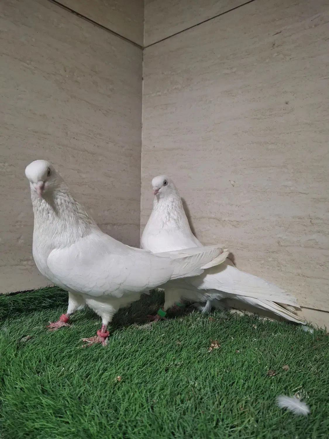 کبوتر سفید اراکی و بمبویی هندی بندر دیلم|پرنده|بندر ماهشهر, |دیوار