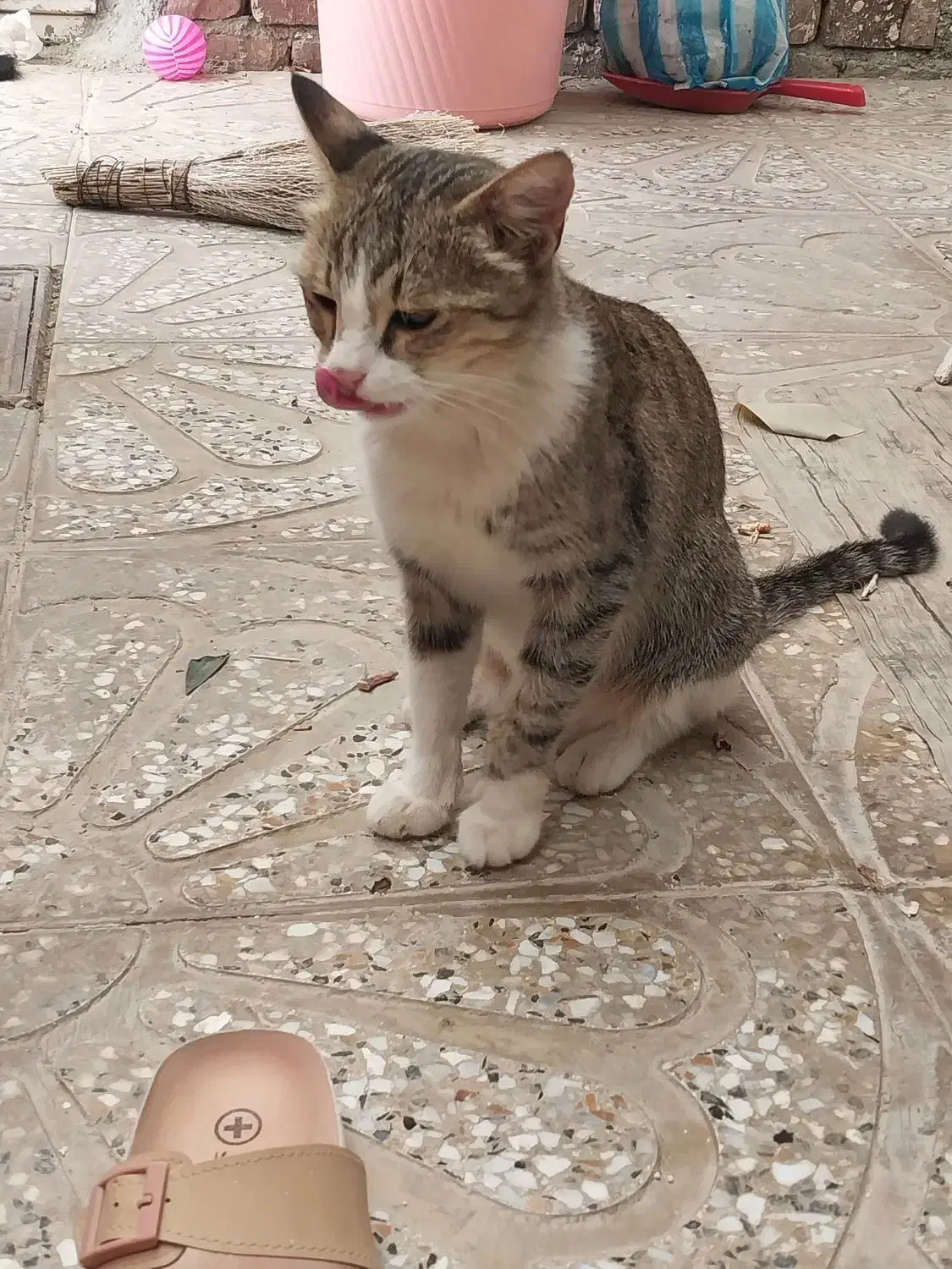 گربه آروم و عقیم شده رایگان|گربه|ارومیه, |دیوار