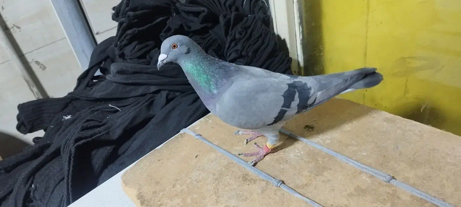 کبوتر.پلاکی. ماده.ازبلندی گرفتم|پرنده|تهران, مولوی|دیوار