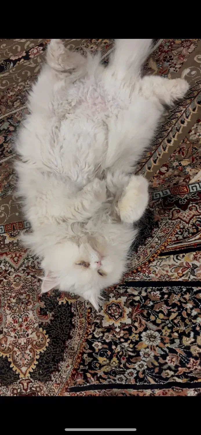 پرشین سفید|گربه|یزد, |دیوار