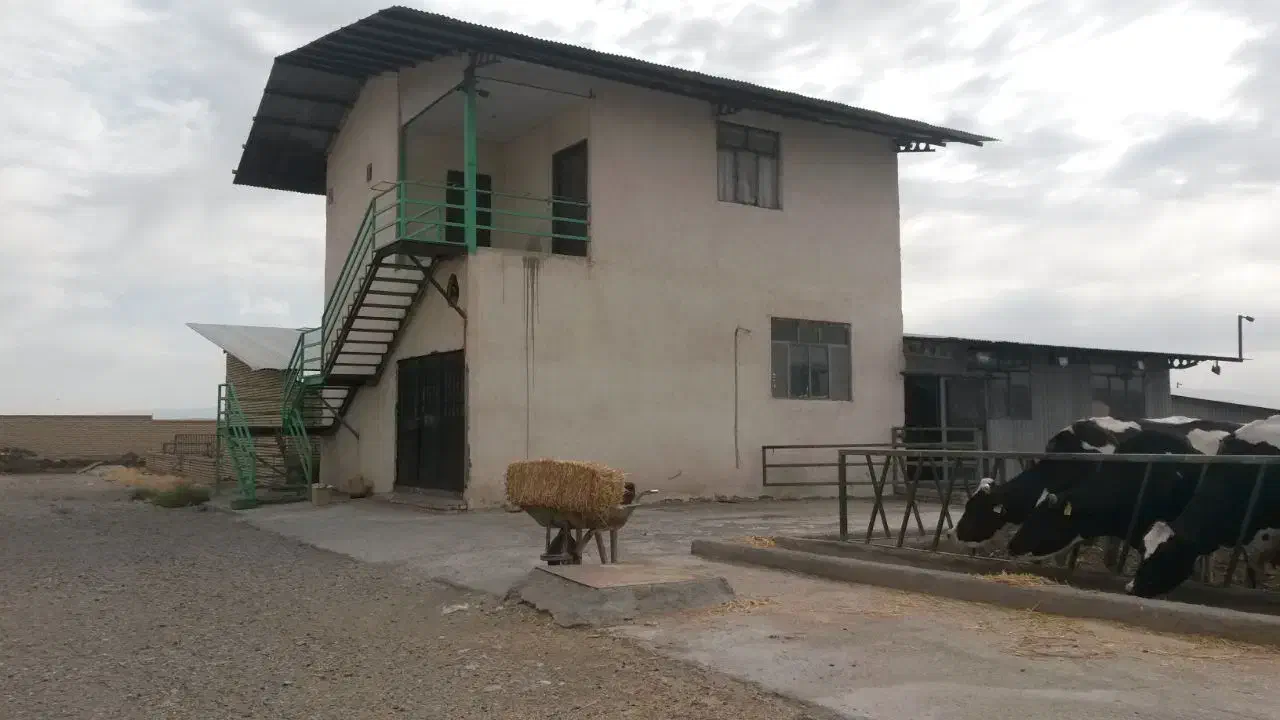 گاوداری 100 راسی شیری|فروش دفتر صنعتی، کشاورزی، تجاری|مشهد, شهرآباد|دیوار