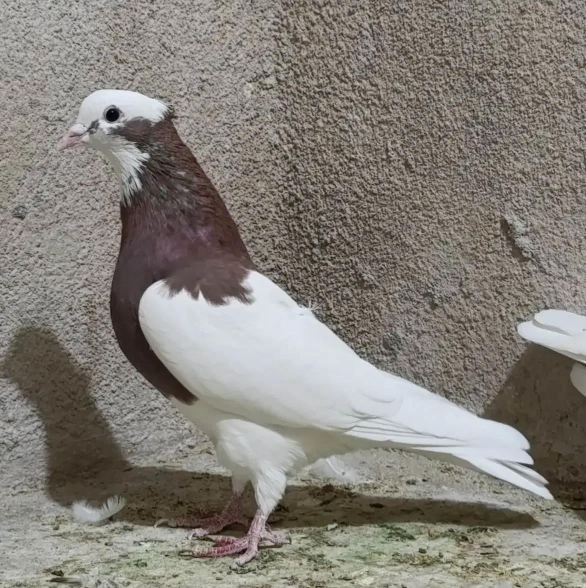 طوقی سه بردار بلندپرواز و بازیکن|پرنده|شیراز, گلکوب|دیوار