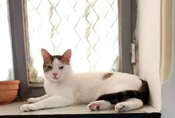 یه پسر جنتلمن|گربه|بوشهر, |دیوار