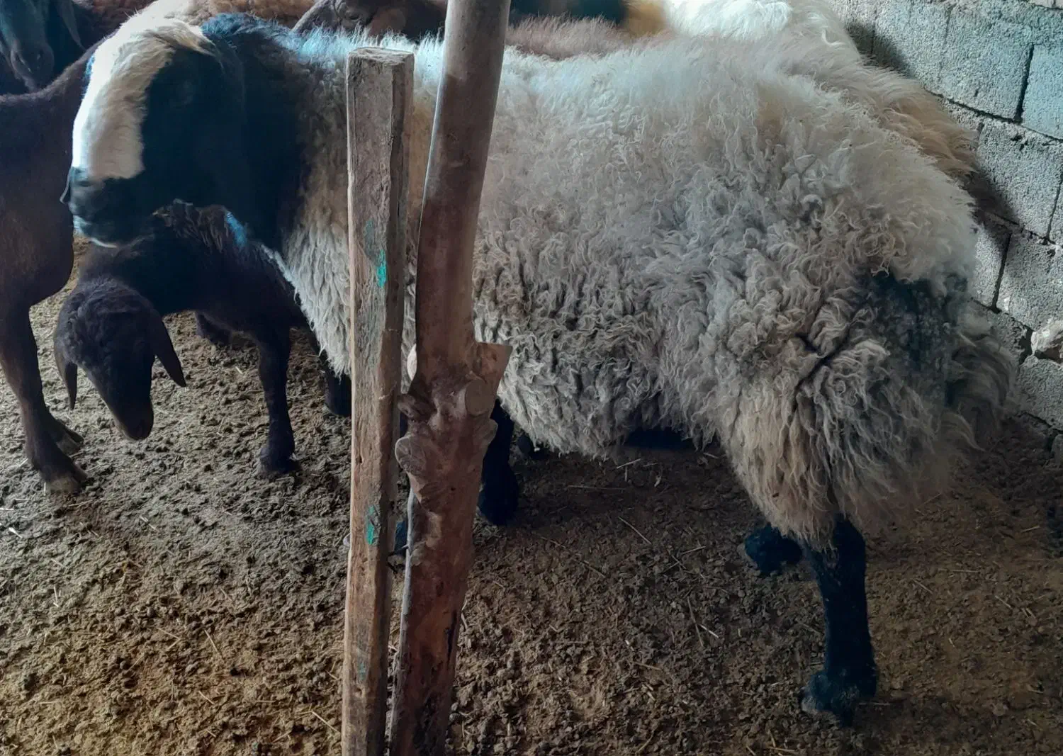 قوچ شال|حیوانات مزرعه|صحنه, |دیوار