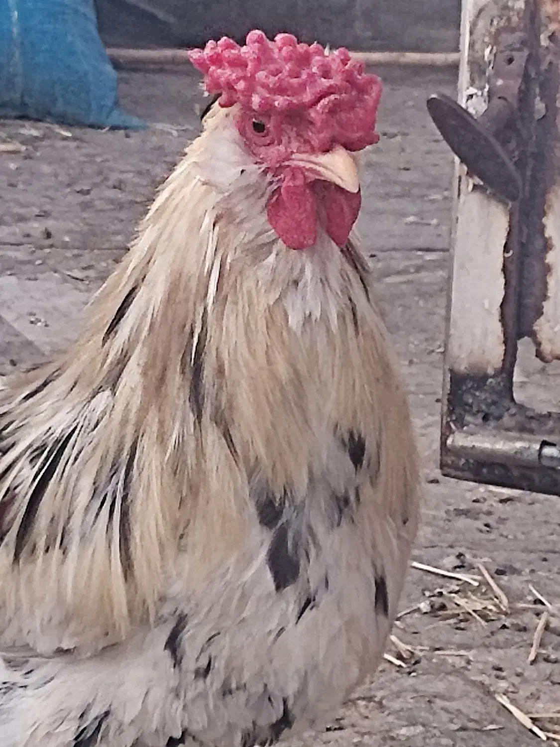 پرنده گلین|حیوانات مزرعه|قم, نیروگاه|دیوار