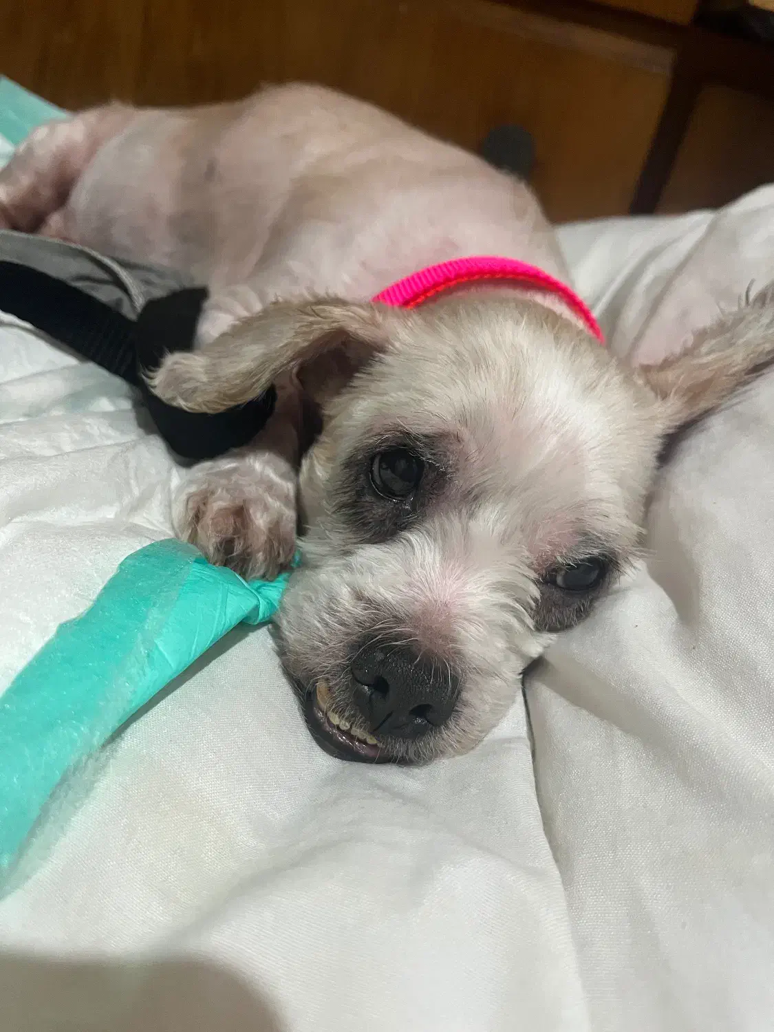 ‌واگذاری سگ|سگ|رشت, چمارسرا|دیوار