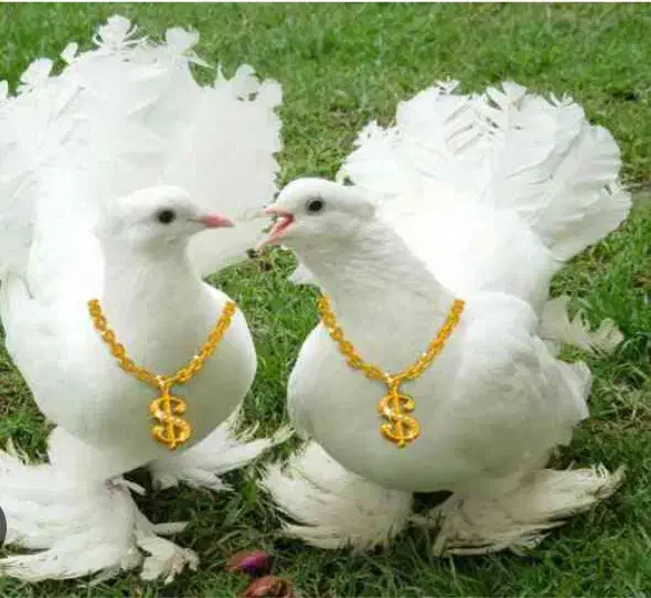 ازدواج|خدمات پذیرایی، مراسم|نیشابور, گنبد سبز|دیوار