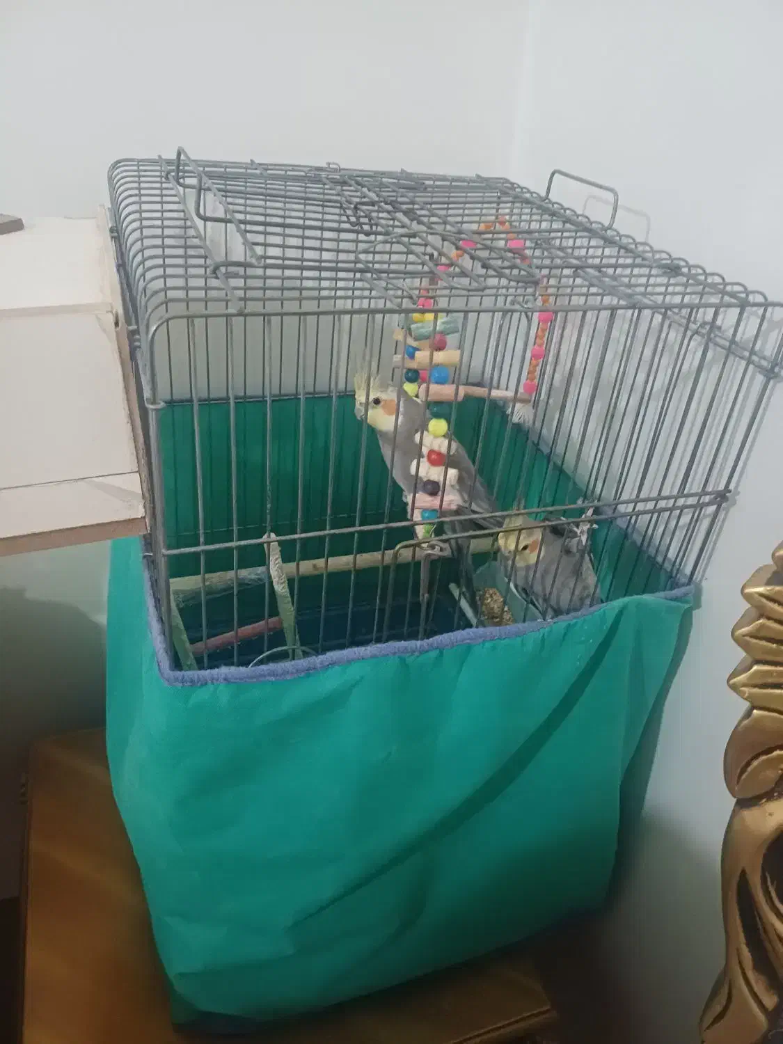 عروس هلندی|پرنده|کنگاور, |دیوار