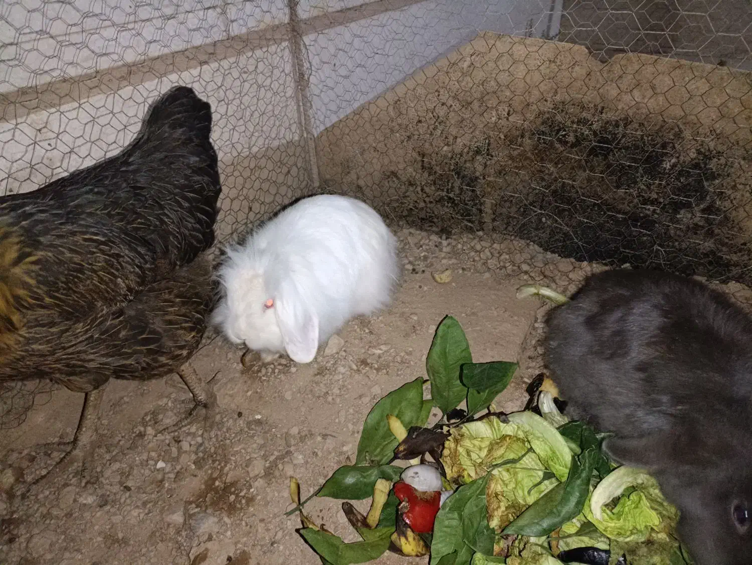 خرگوش لوپ|موش و خرگوش|خواف, |دیوار