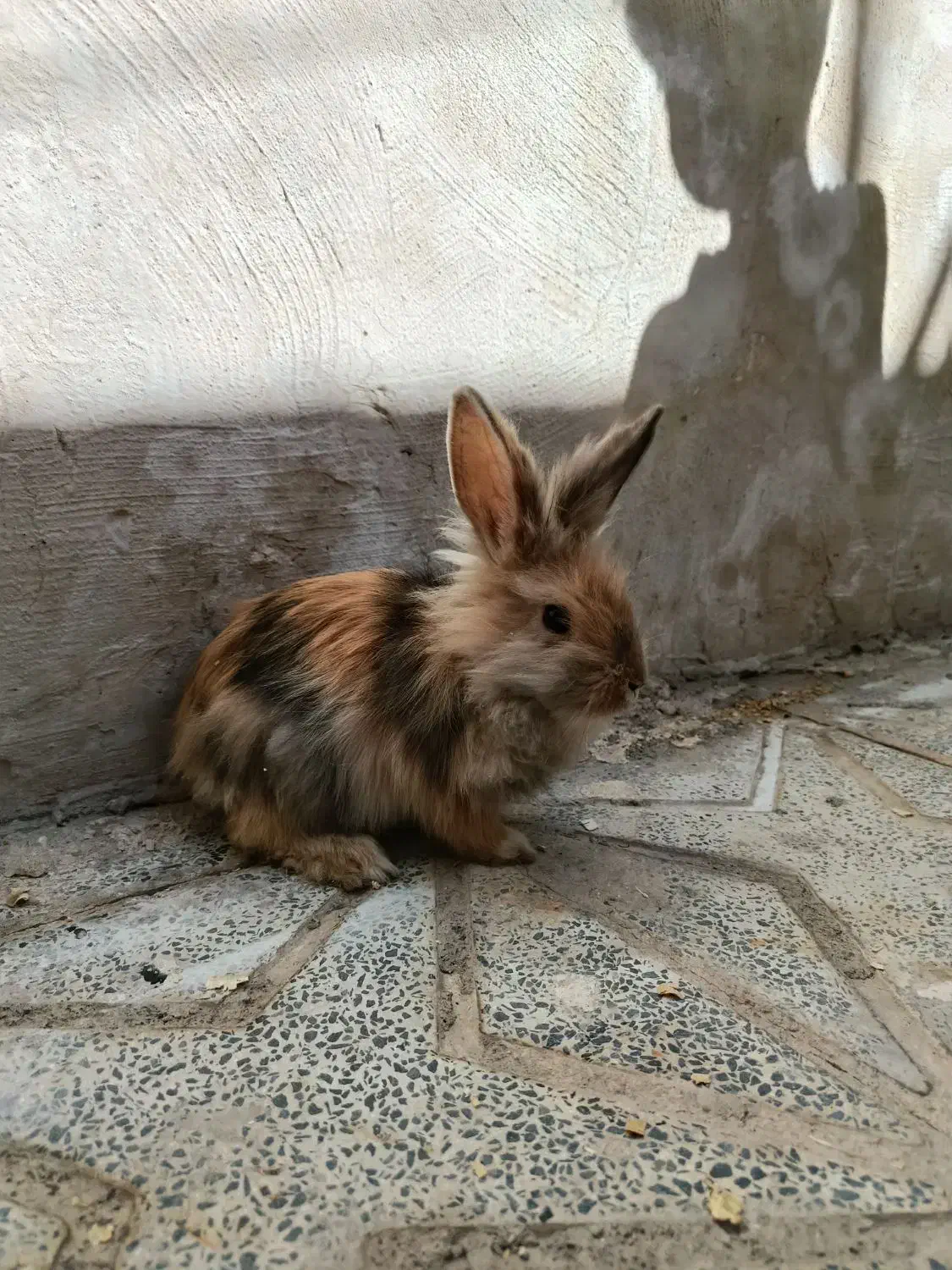 خرگوش|موش و خرگوش|خمین, |دیوار