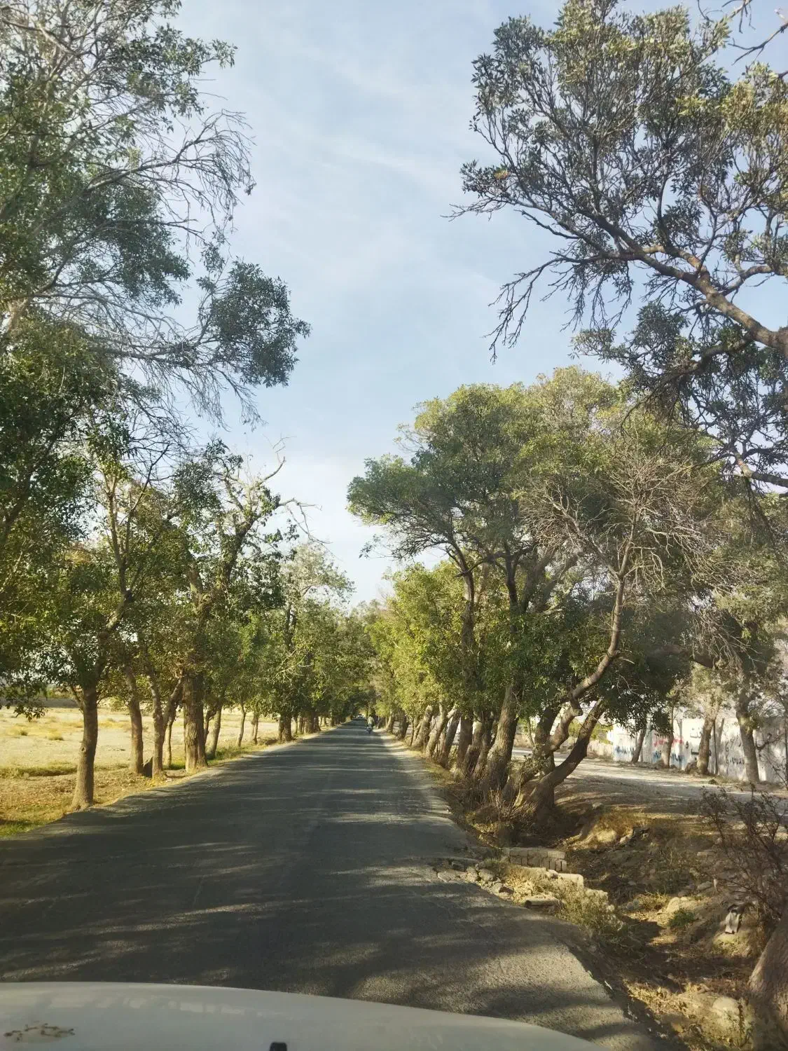 500 متر باغ.سند تک برگ.داخل بافت.ملارد|فروش زمین و ملک کلنگی|ملارد, |دیوار