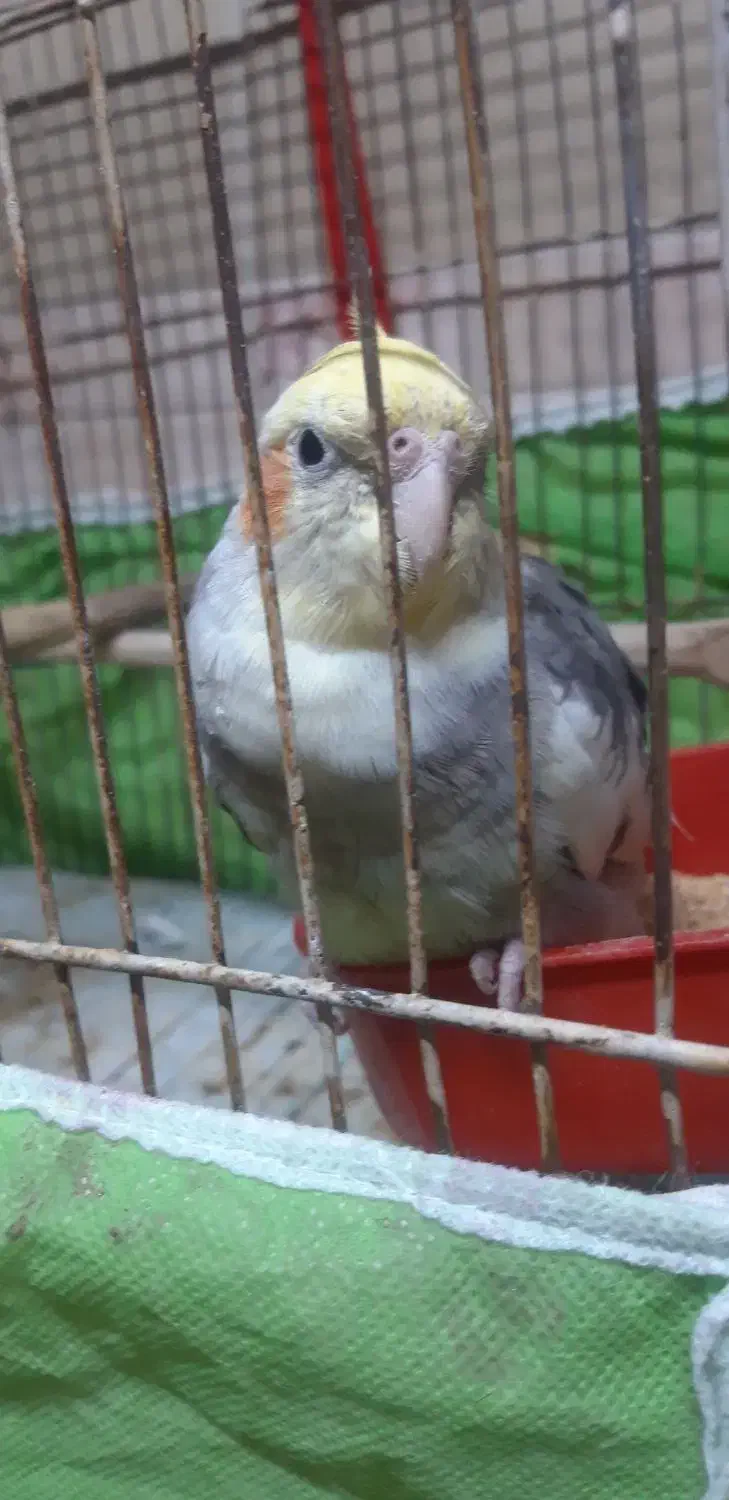 عروس هلندی سخنگو|پرنده|اصفهان, سرچشمه|دیوار