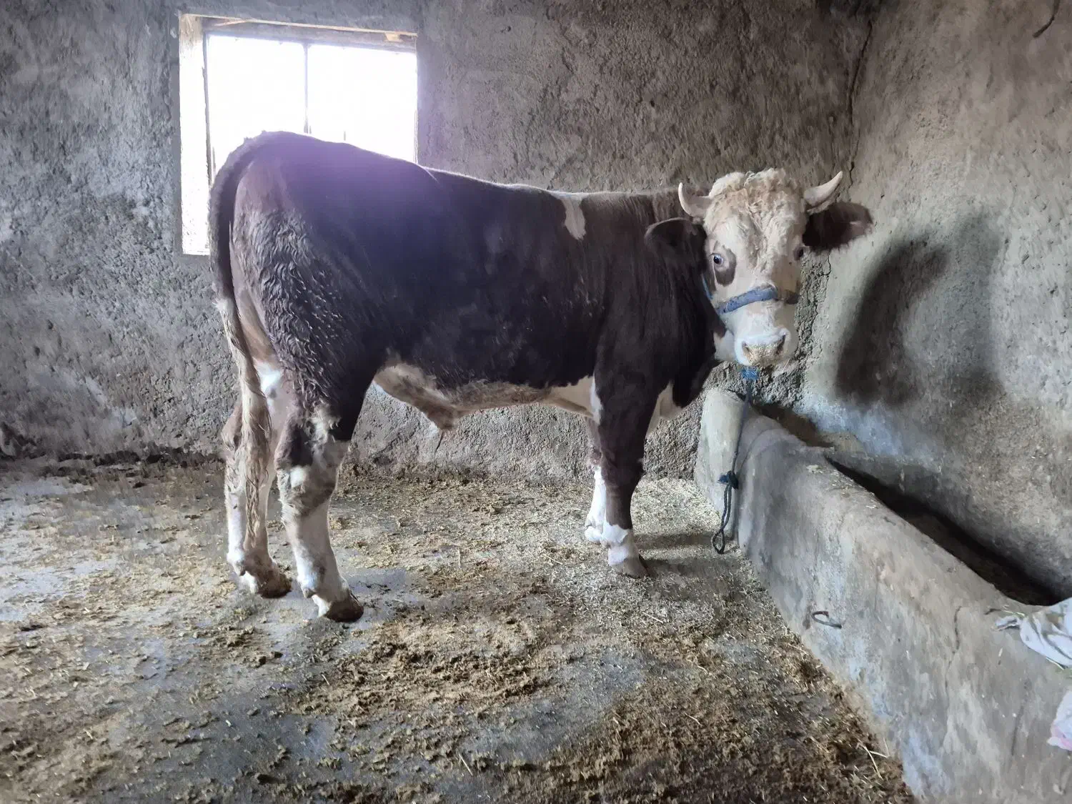 گوساله نر پرواری|حیوانات مزرعه|دره شهر, |دیوار