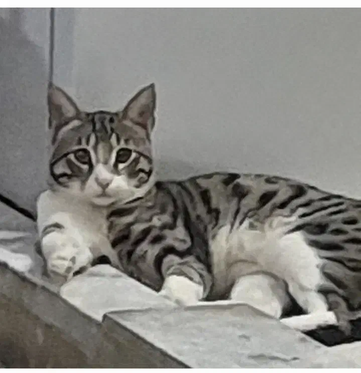 گربه ی آروم وتمیز|گربه|اندیشه, اندیشه فاز ۱|دیوار