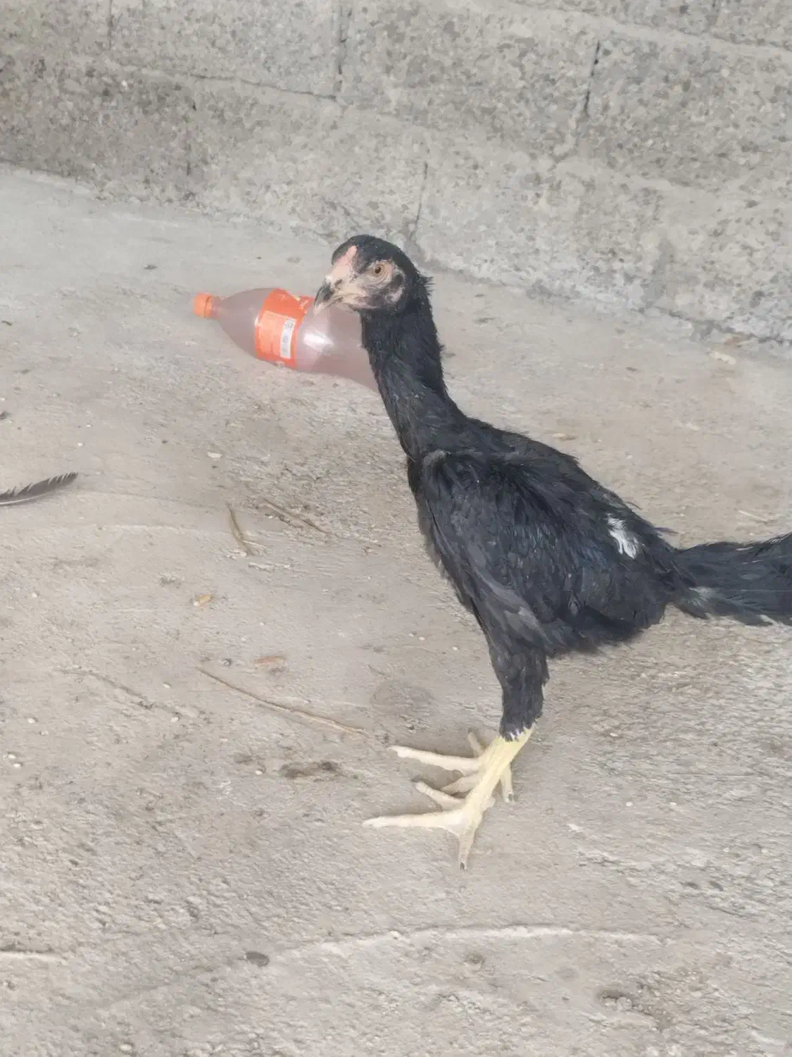 جوجه لاره ۳ ماهه|حیوانات مزرعه|مشگین شهر, |دیوار