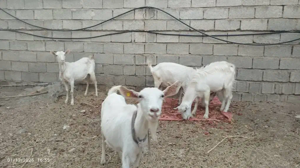 بز و کره نر سنا|حیوانات مزرعه|خفر, |دیوار