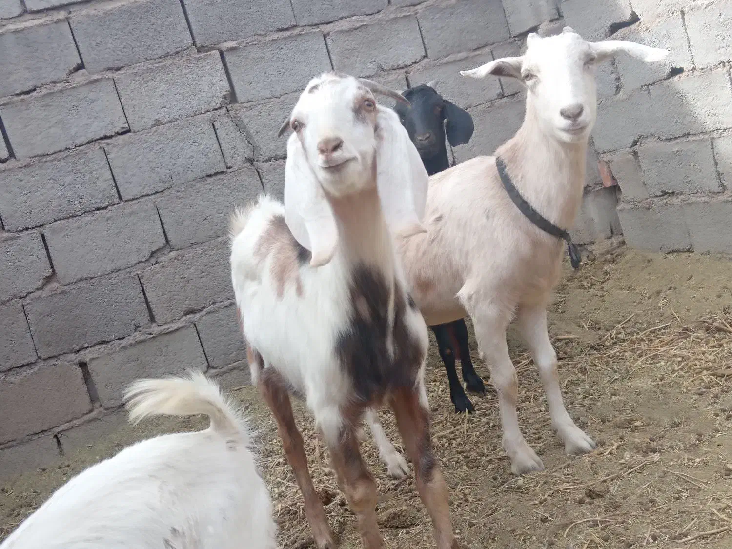 بزو کره و نر|حیوانات مزرعه|زرند, |دیوار