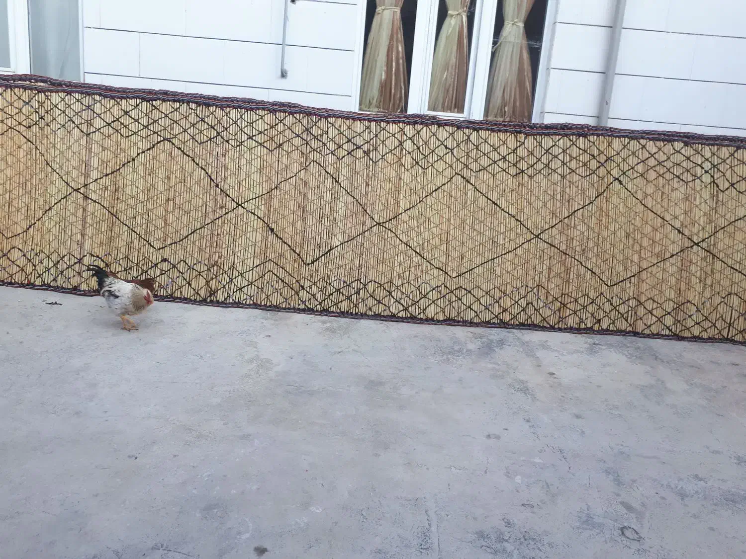 چیغ|گلیم، جاجیم، گبه|گیلان غرب, |دیوار