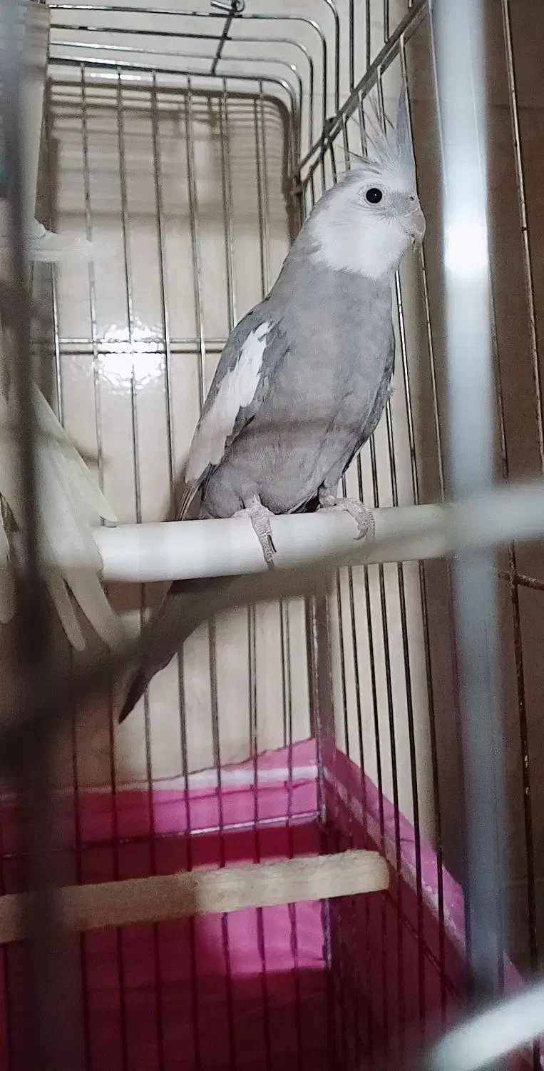 یه جفت عروس هلندی|پرنده|قزوین, |دیوار