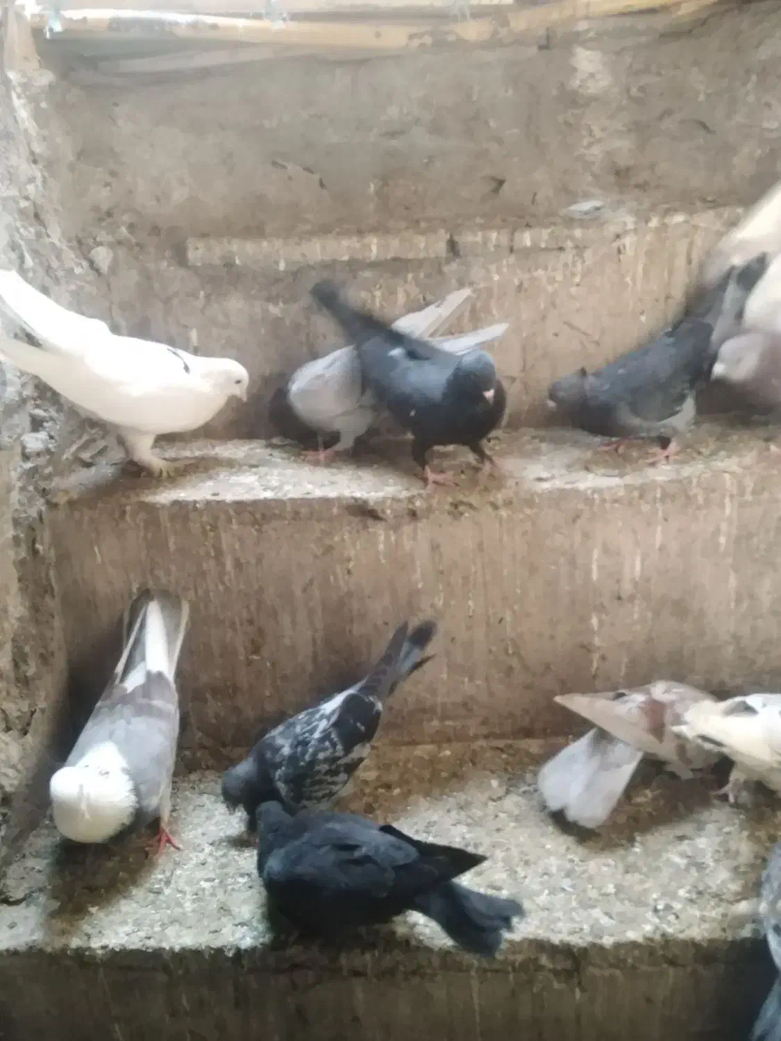 کفتر|پرنده|قم, کیوانفر|دیوار