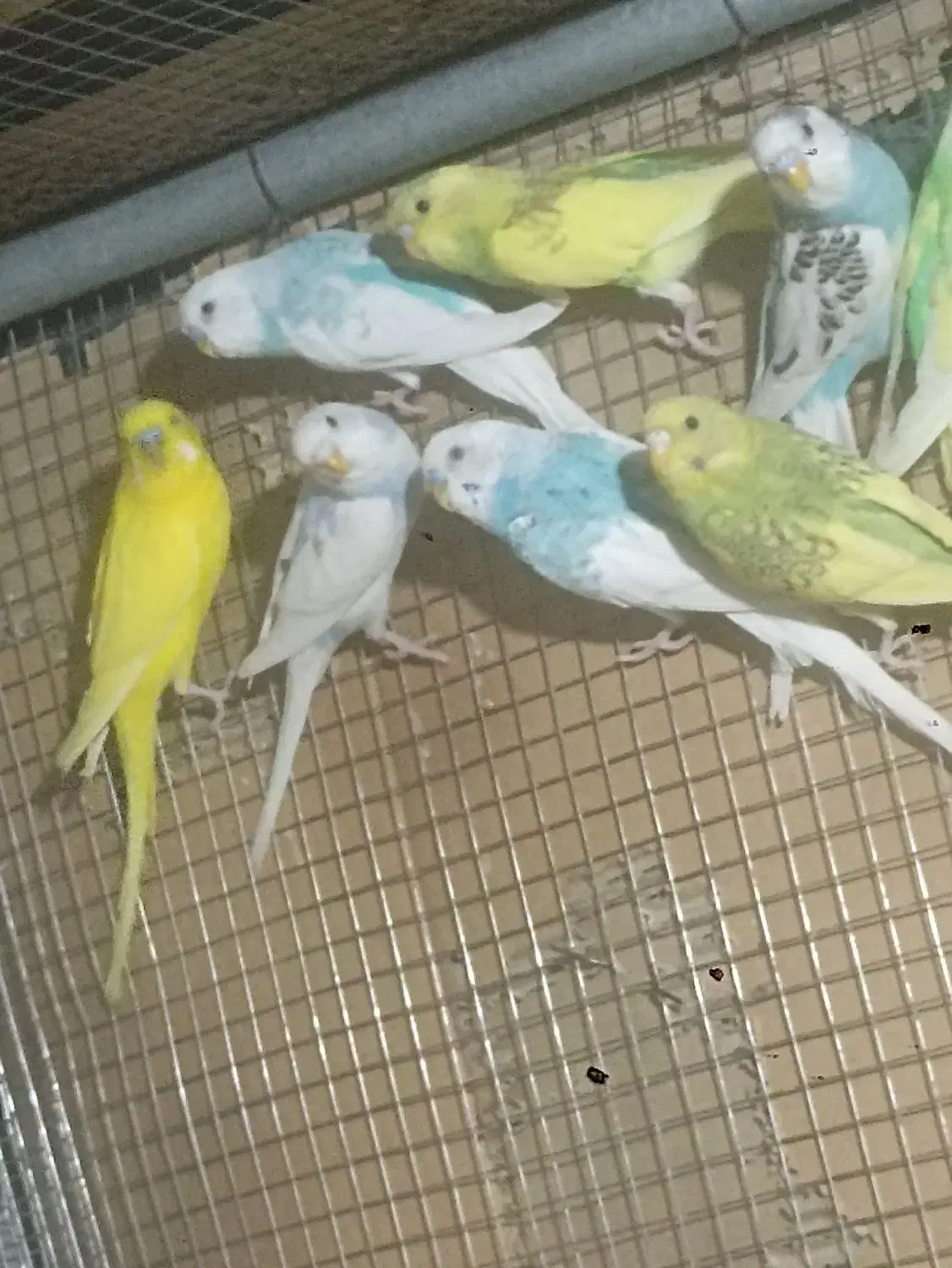 مرغ...|پرنده|سراوان, |دیوار