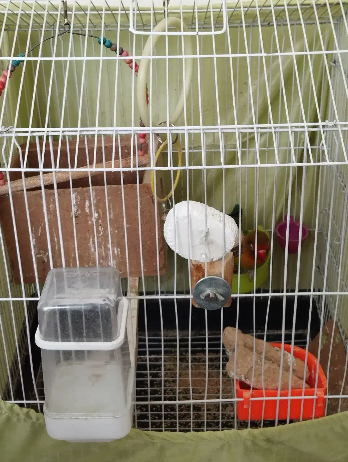 یک جفت طوطی کوتوله برزیلی نقابدار|پرنده|اصفهان, پروین|دیوار