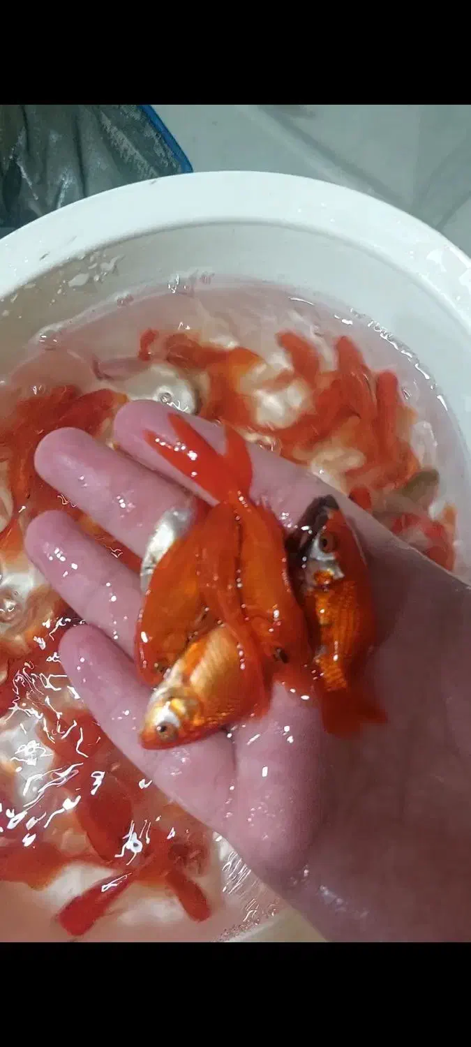 ماهی قرمز|ماهی|زارچ, |دیوار