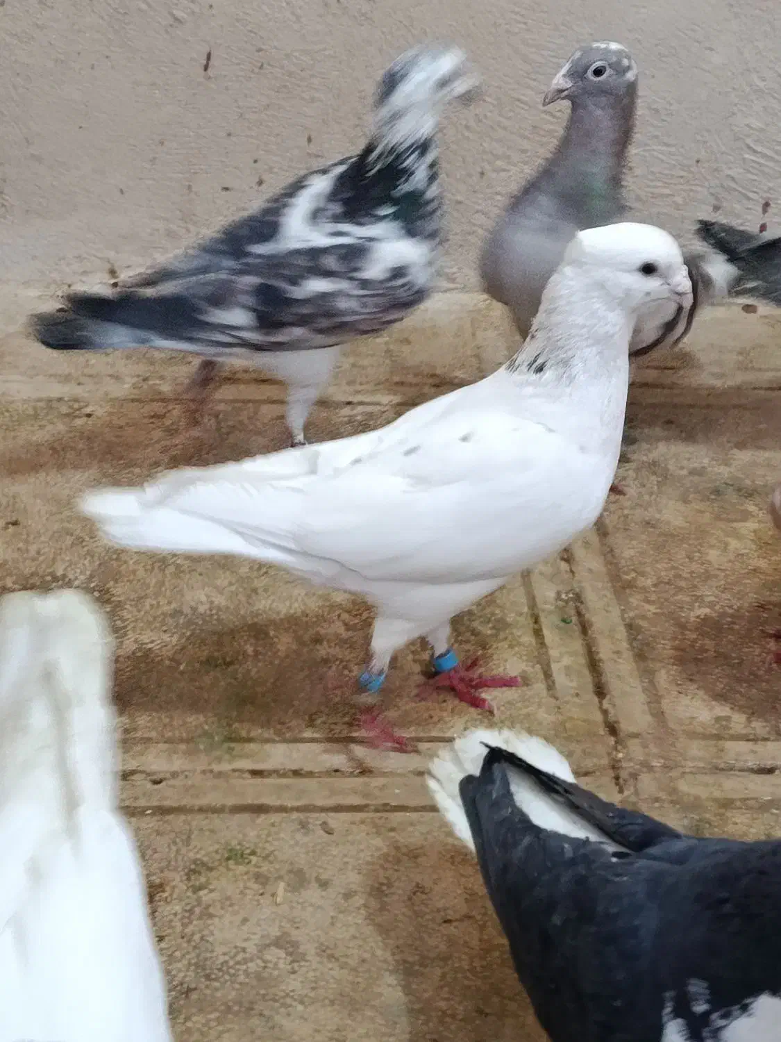 گم شده|حیوانات|کاشمر, |دیوار