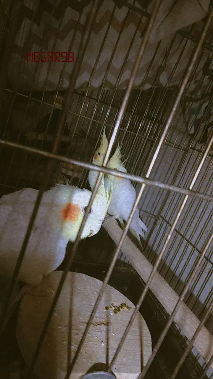 عروس هلندی مولد با یک جوجه|پرنده|ایلام, |دیوار