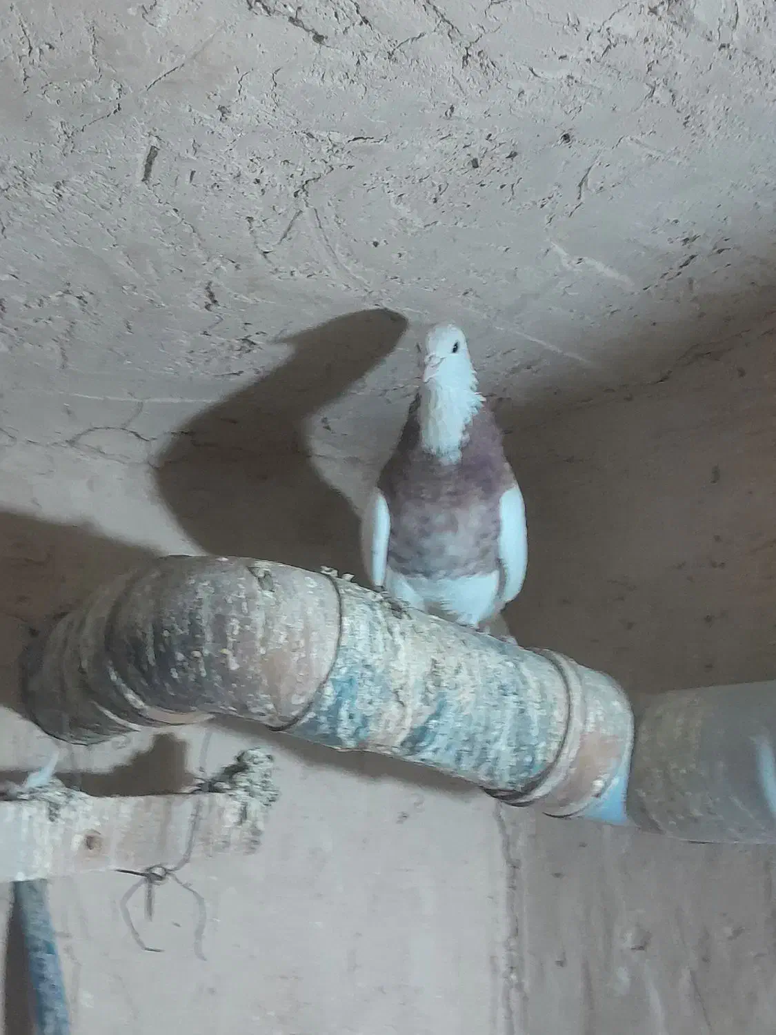 کبوتر فروشی|پرنده|لالجین, |دیوار