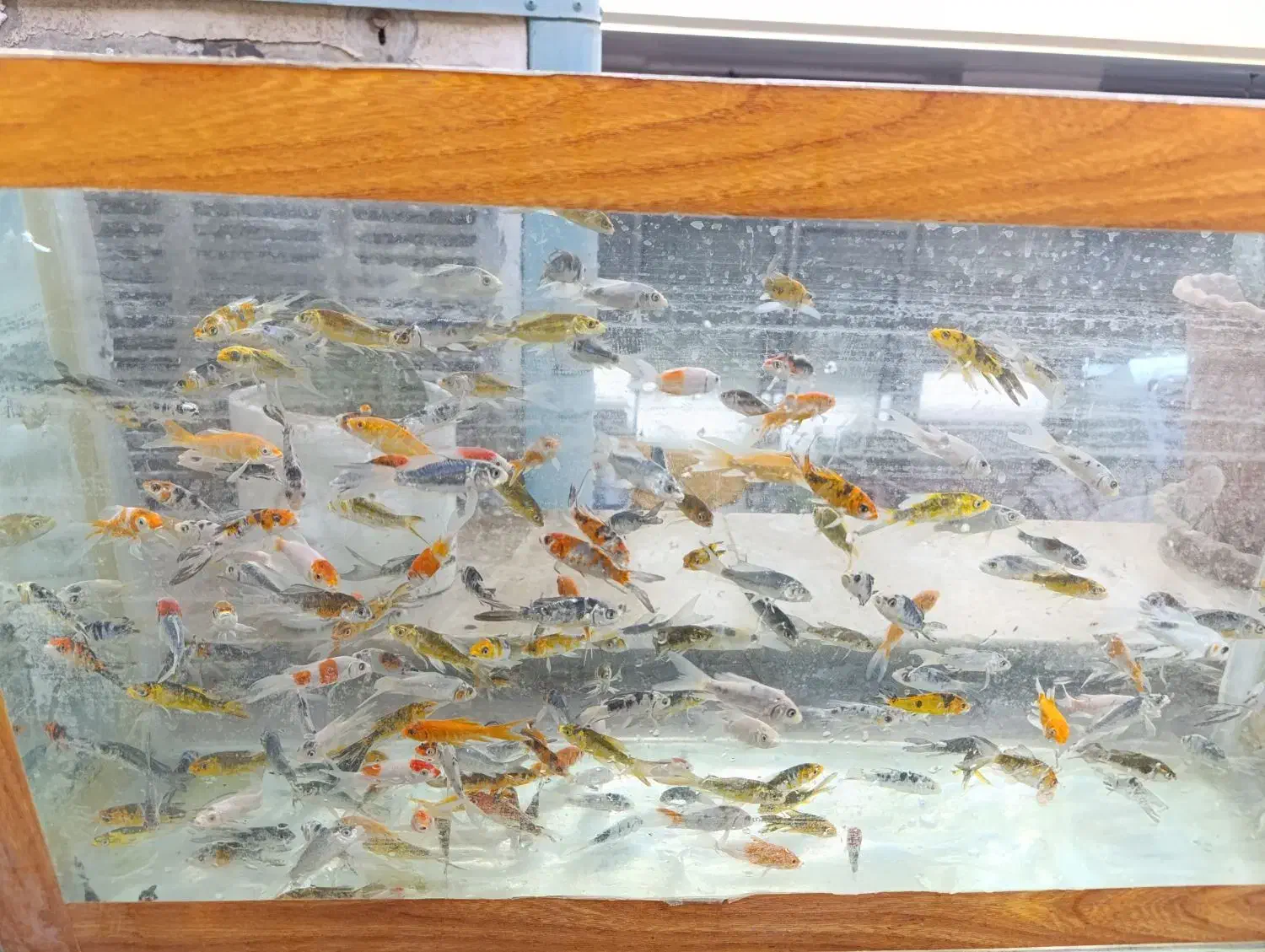 ماهی کوی نژاد|ماهی|قم, نخودی|دیوار